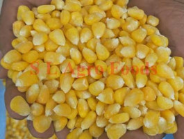 Sweet Corn